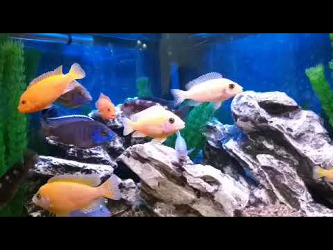 Африканские цихлиды.African cichlids.