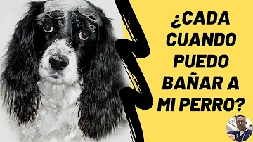 ¿Puedo lavar a mi perro sólo con agua una vez a la semana?