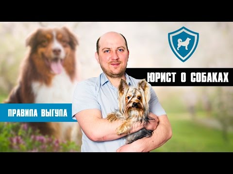 Правила и законы о домашних животных. Юрист ответит