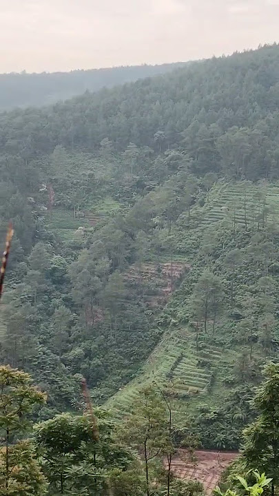 di bukit indah berbunga #desa #alam