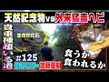 天然記念物とめっちゃ遭遇する道。沖縄で猛毒ヘビ、継続捕獲調査中≫生物ハンター加藤英明・Japan wild hunter vs Snake/Reptile.