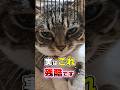 その行動、実は…猫を無意識に傷つけている8つのNG行動 #猫雑学 #猫 #ねこたんの解説