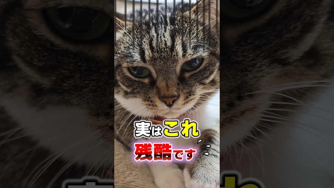 その行動、実は…猫を無意識に傷つけている8つのNG行動 #猫雑学 #猫 #ねこたんの解説