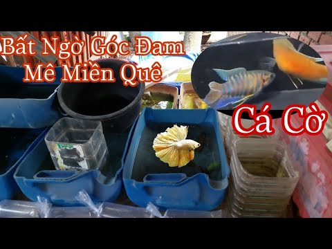 Video Bất Ngờ Với Góc Đam Mê Betta Bảy Màu Có Cả Cá Cờ Lia... - youtube