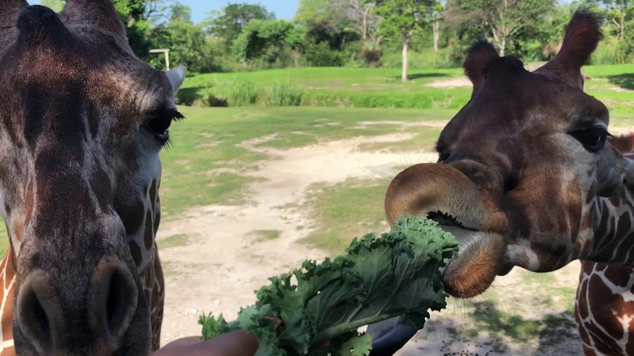 Giraffe stealing his friend's food!