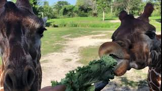 Giraffe stealing his friend's food!