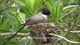 (Tyrannus savanna) Fork-tailed flycatcher/Tesourinha