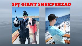 Slow Pitch Jigging California Sheepshead & Black Cod | San Nicolas Island | Shimano Ocea Jigger