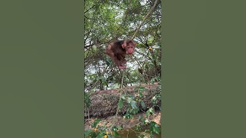 Baby monkeys love to climb trees to pick fruit