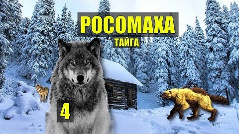 ВОЛЧЬЯ СТАЯ ВОЛКИ ОКРУЖИЛИ РОСОМАХА в ТАЙГЕ ОТШЕЛЬНИК ОХОТА ДОМ в ЛЕСУ ИСТОРИИ из ЖИЗНИ СЕРИАЛ 4