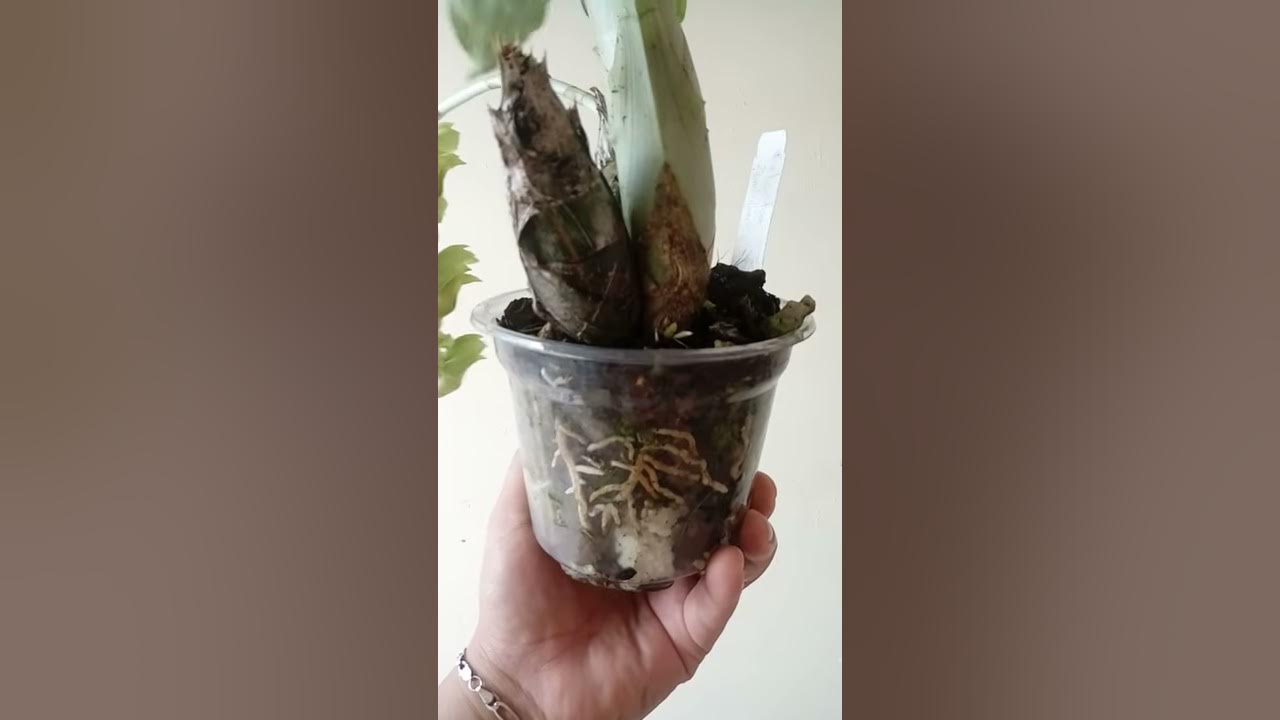 Catasetum Pendulum 🍃 - YouTube