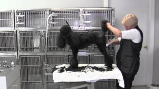 Poodle Summer Cut Body Second Time Over