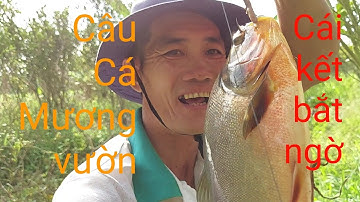 Vu Tran TV...Câu cá mương vườn nhà, cái kết quá bắt ngờ /Săn bắt và ẩm thực/