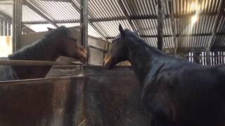 Nodding horse (funny bit at the end)