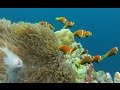 Tauchen auf den Malediven / Diving in Maldives