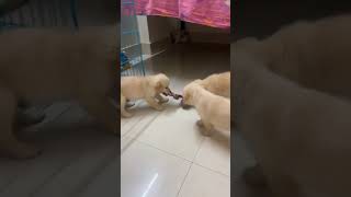 #golden# retriever #puppy# #available #