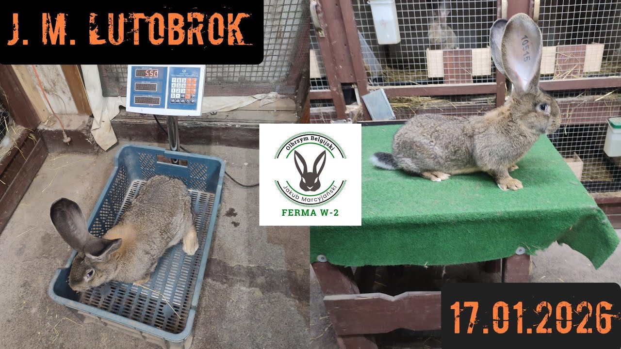 Przedstawiciele miotów z 7-9 października 2025, chyba udało się to co planowałem!