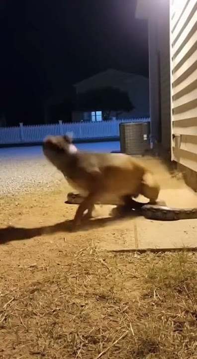 Caught on Camera: Dog Fighting a Python #snake #shorts