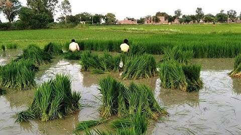 Rice farming complete guide from seeds to harvest | How rice is made step by step growing