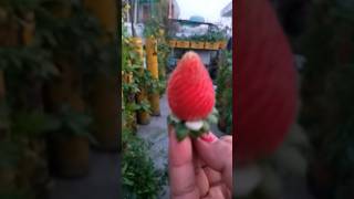 Strawberry in vertical Tower