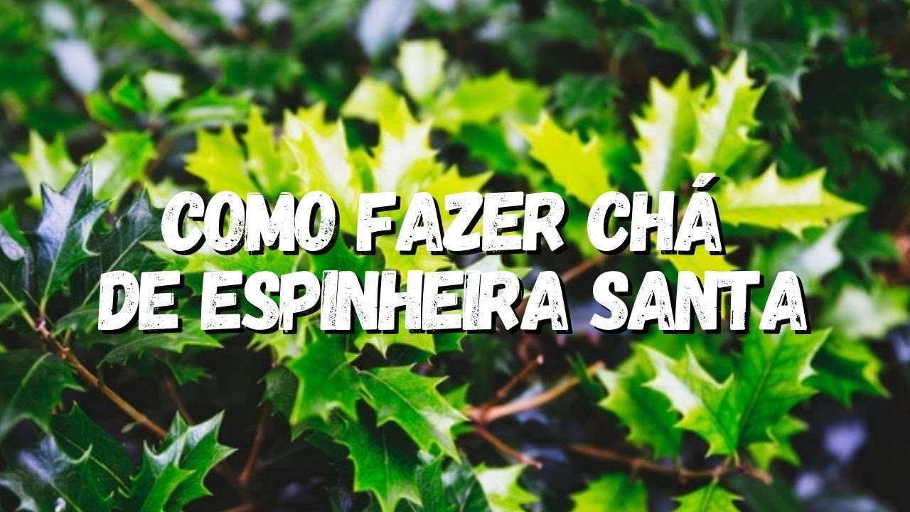 Como Fazer Chá de Espinheira Santa? - YouTube