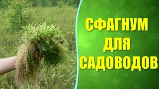 видео Замечательный мох сфагнум