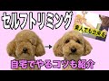 【トイプードル】セルフトリミングでテディベアカットをするコツ