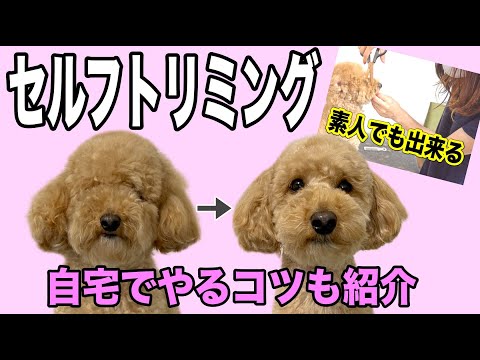 トイプードル セルフトリミングでテディベアカットをするコツ Youtube