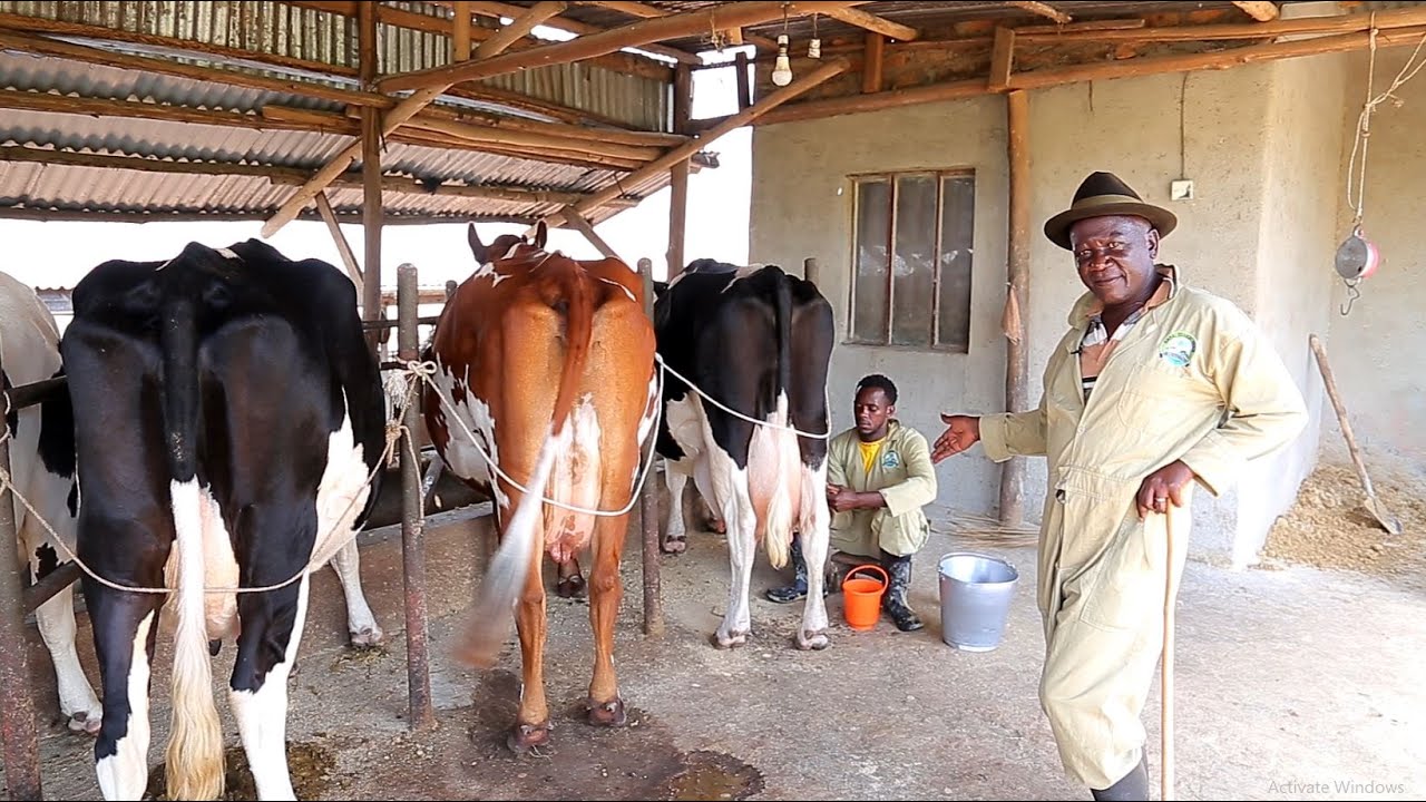 Смешанная ферма Раса: секрет высоких надоев молока в Уганде