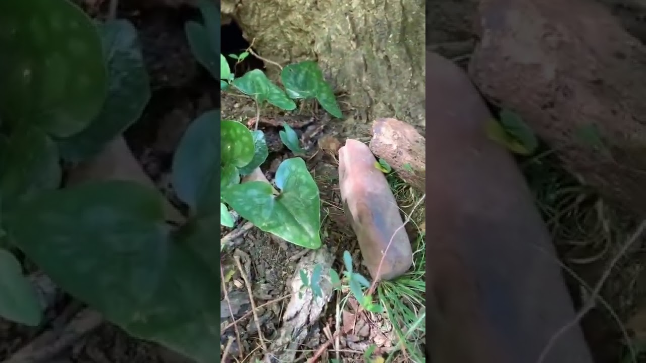 super natural  Maybe too many fairy tales 