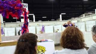 Anne Mathis finals Kiyoshi, CFA World Show 2015