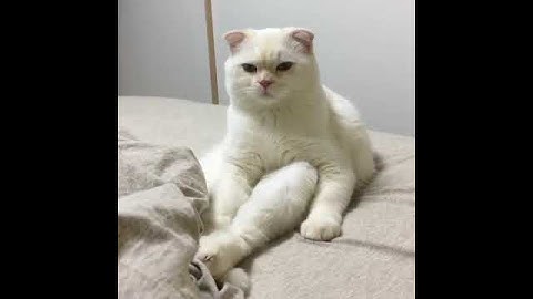 Super Lazy Cat Doesn