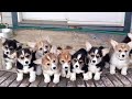 Funny Corgi Puppies Stampede - Welsh Corgi Training - Corgi Puppy Barking - Popular Dog Breeds