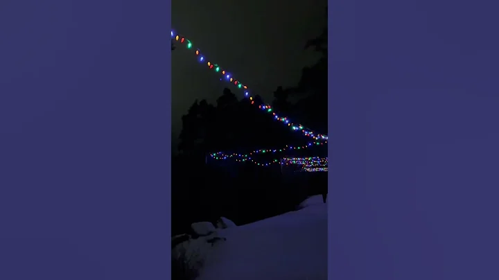 Heading Deeper In The forest With The Dogs For The Christmas Light Walk #dog #forest #christmas