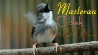 Download lagu Masteran Burung Ciblek Kristal MP3 Download lagu Masteran Burung Ciblek Kristal