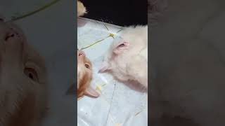 ভালোবাসা💗🫶 #cat #bangladesh #vlogwithsohelvillagelifestyleinbangladeshbeautiful #cathealth #catlove