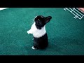 Netherland Dwarf / Funny Bunny Videos