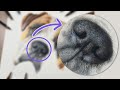 Dog Nose in Colored Pencil: Realistic Drawing Tutorial