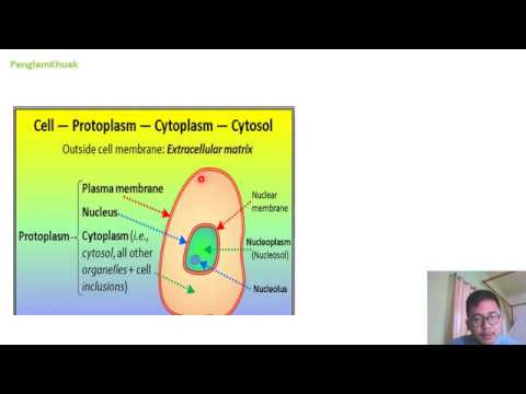 protoplasm outside nucleus of cell is the