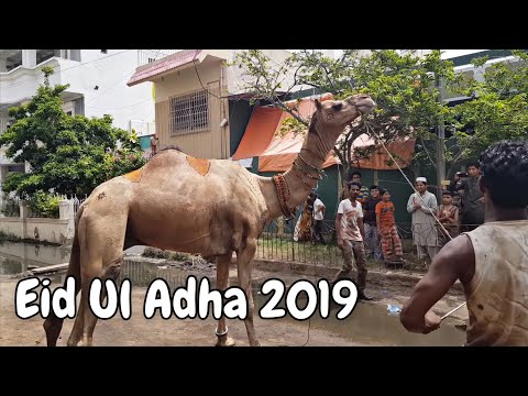 My Camel Qurbani on Eid-ul-adha 2019 | Today Dangerous Camel Qurbani 2019