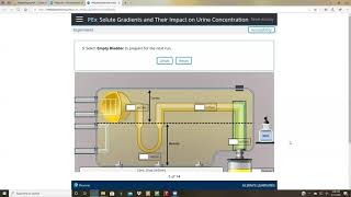 PEx9 Solute Gradients