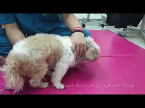 วีดีโอ: อัมพาตของขากรรไกรในสุนัข