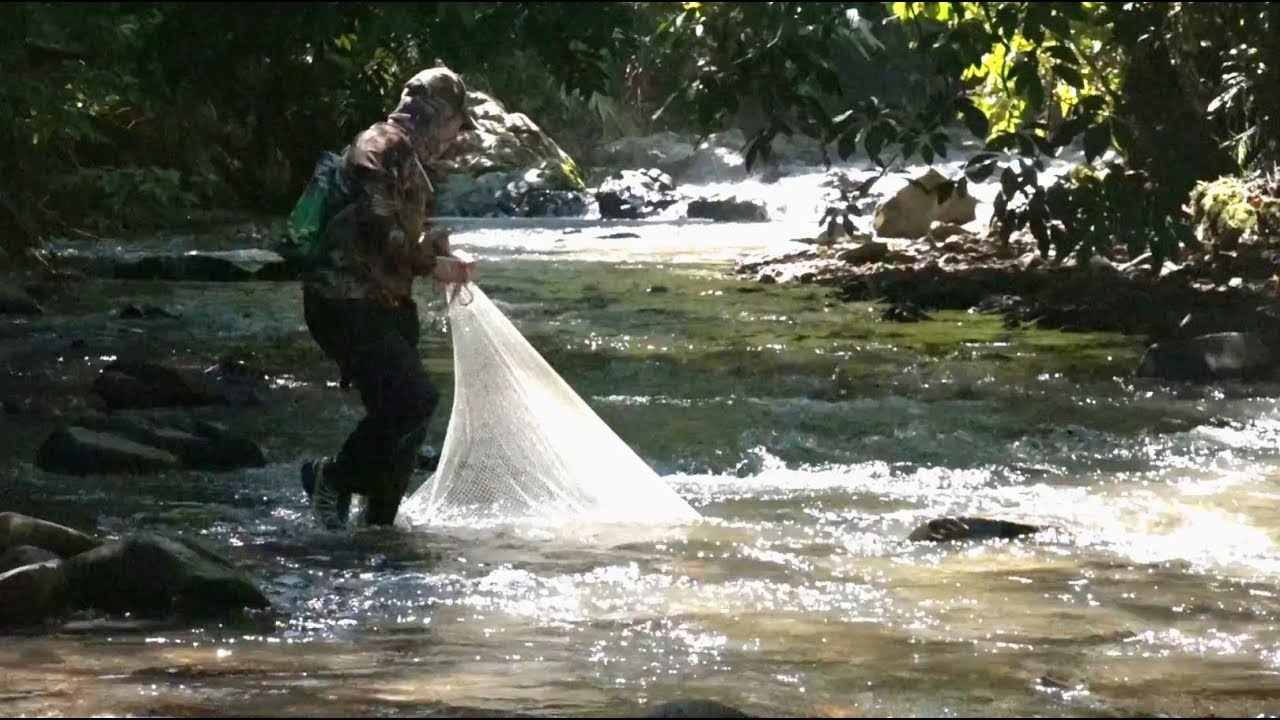 Balik Kampung Menjala Ikan di Sungai | Catching Fish with Nets | The