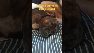 Sparky Getting His Ears Cleaned