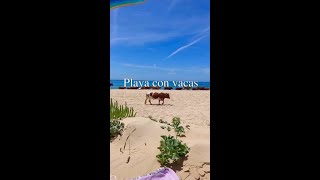 PLAYA CON VACAS #viral #explore #shorts #viajes #vacation #españa #vacas #beach #viajarbarato