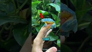 Top 5 Deadliest Frogs Ever Found ❗😱