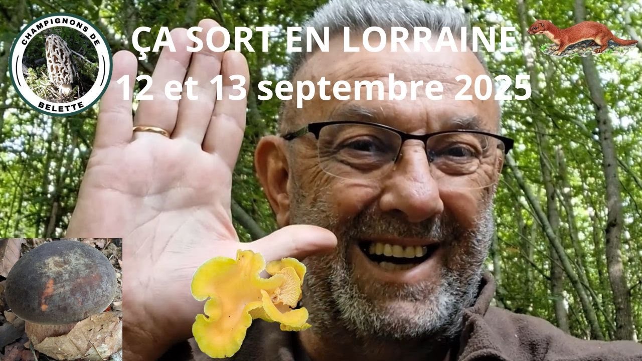 𝗡𝗢𝗦 𝗖𝗛𝗔𝗠𝗣𝗜𝗚𝗡𝗢𝗡𝗦 𝗦𝗢𝗥𝗧𝗘𝗡𝗧 𝟭𝟮 𝗲𝘁 𝟭𝟯 𝟬𝟵 𝟮𝟬𝟮𝟱 🌳🍄‍🟫🌲#mushroom #nature #champignons #fungi #foret