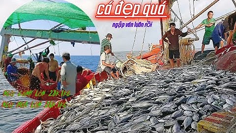 Trúng đậm, bầy cá ngừ với sự bất ngờ ở mành lưới 2 | Ra khơi 2023 - Tập17 | Sóng biển Hứa Đông