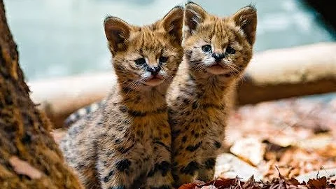 Watch the video about ADORABLE EXOTIC KITTENS