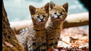 ADORABLE EXOTIC KITTENS by Luxury Savannahs 6,225 views 5 years ago 10 minutes, 1 second